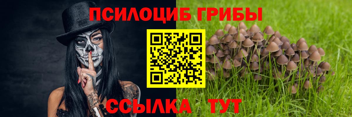 Псилоцибиновые грибы Psilocybine cubensis Гусиноозёрск